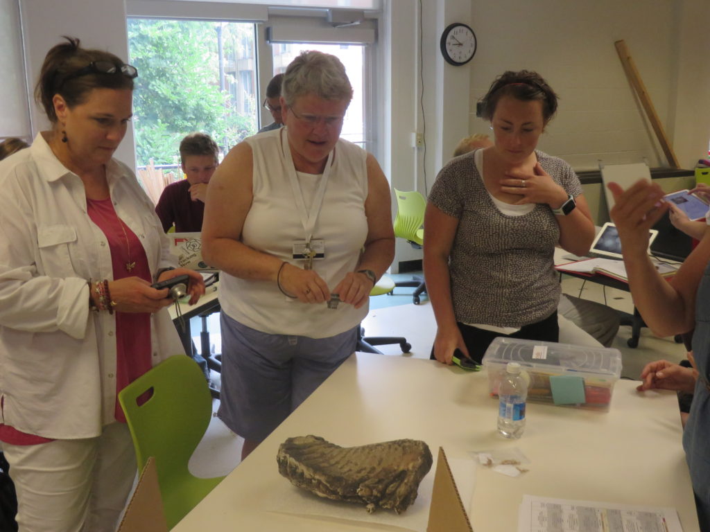 Taking a closer look at the Mammoth tooth