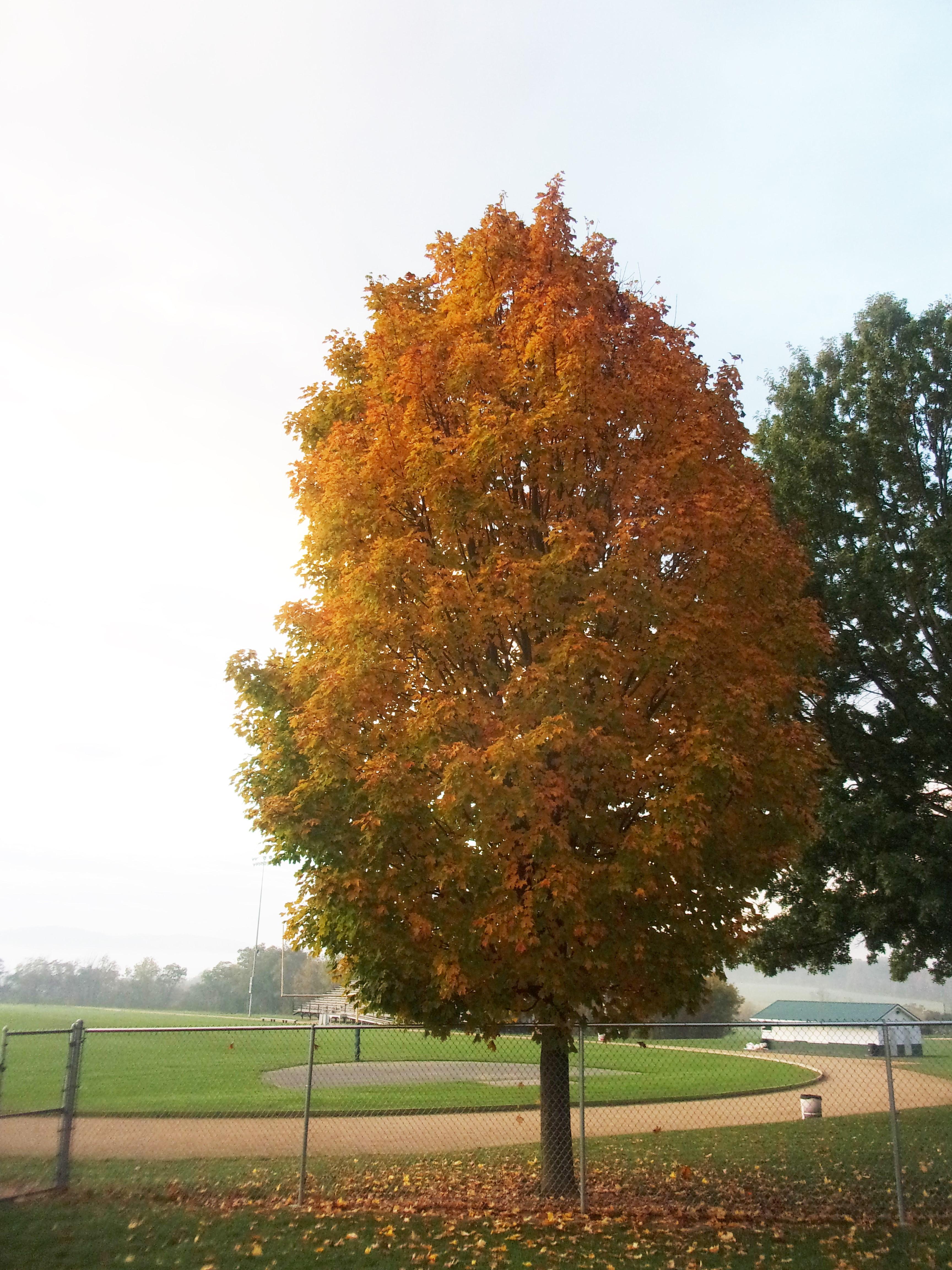 October 17 Sugar Maple Tree