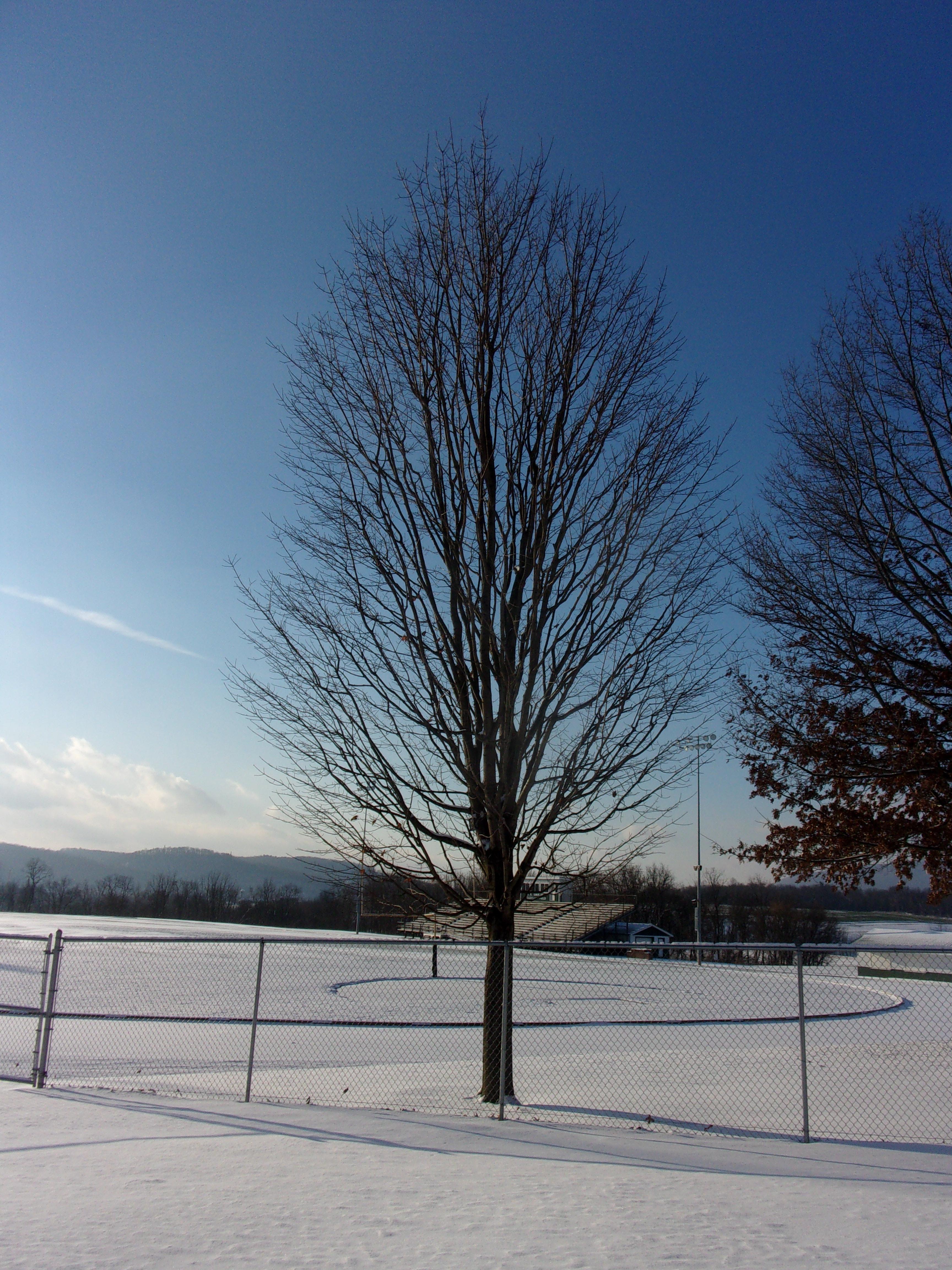 December 14 Sugar Maple Tree